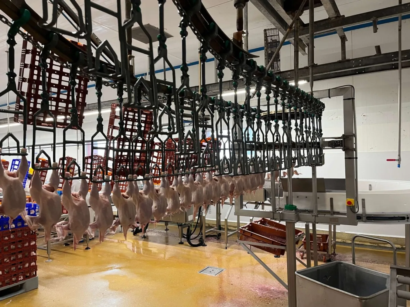 Evisceration line, Meyn, 8.000 bph - 3