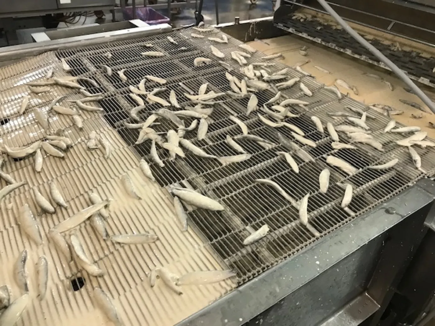 Koppens 900mm Batter and Breader - 3