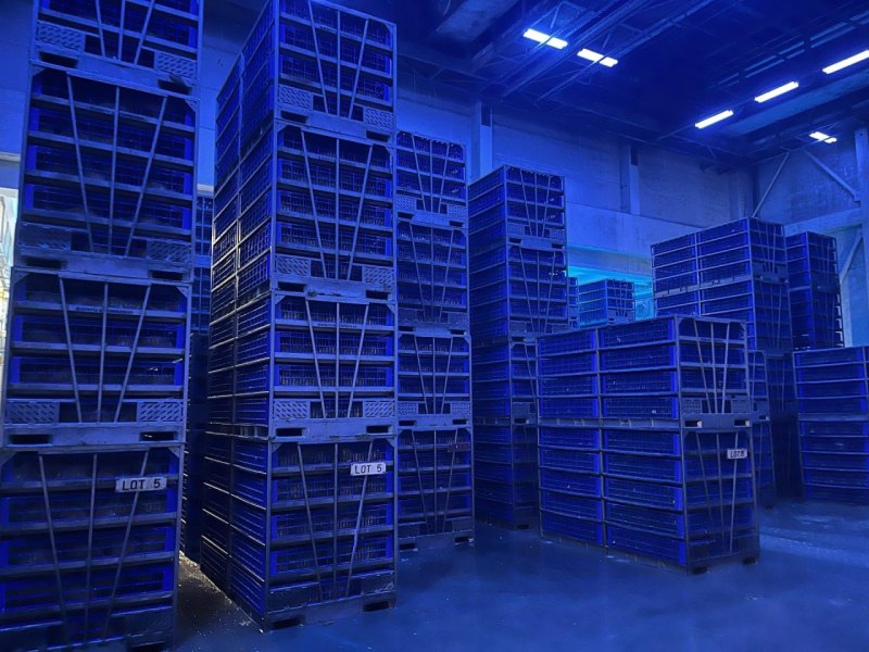 Live bird handling system, Linco