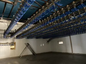 Poultry slaughter line, 2.000 bph