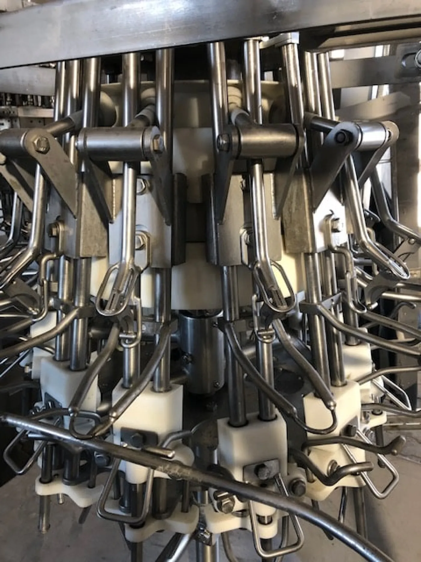 Evisceration line, Linco, 7.000 bph - 5