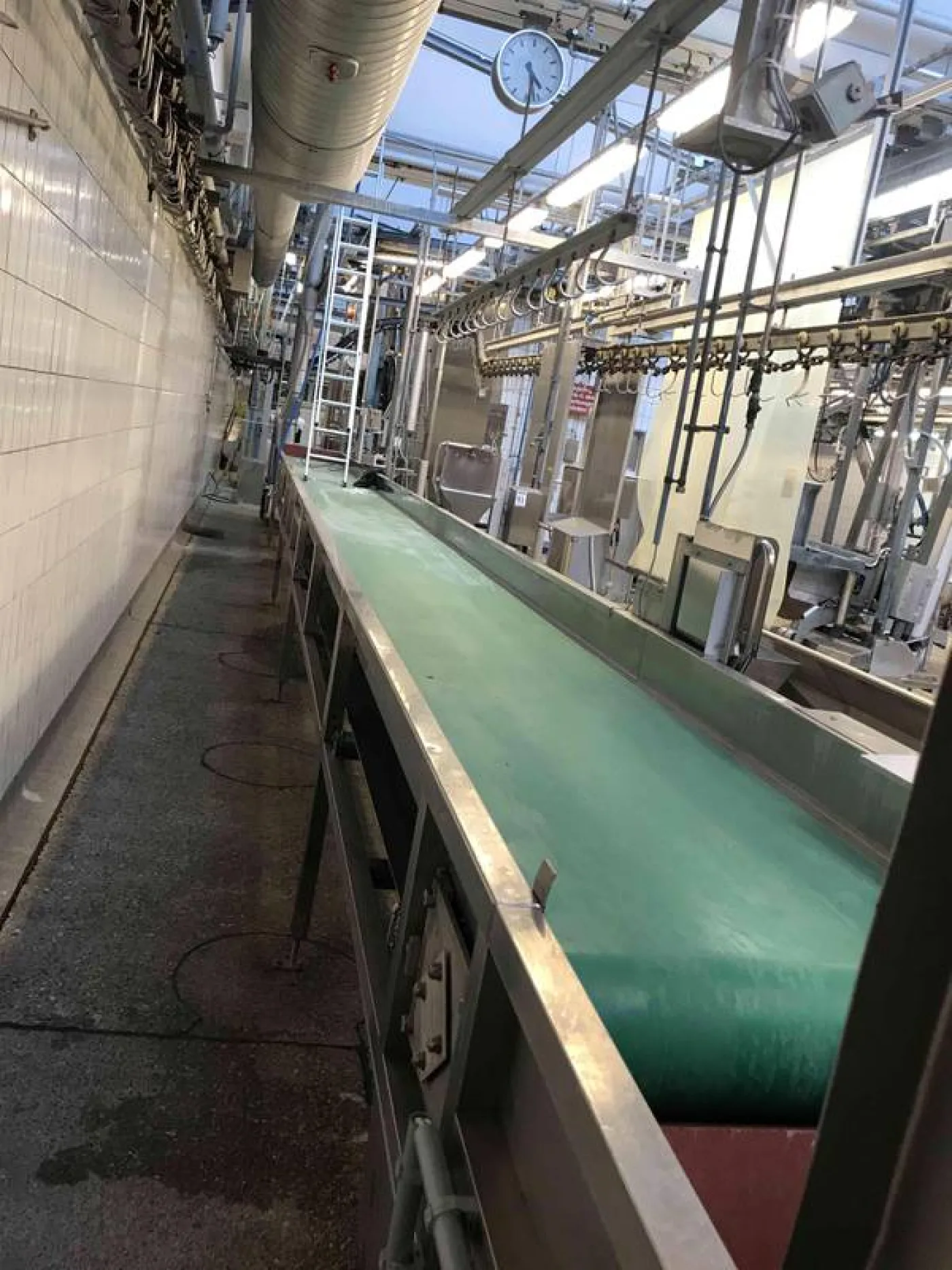 Paunch conveyor belt - 1