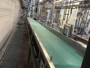 Paunch conveyor belt