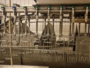 Poultry slaughter line, 2.500 bph