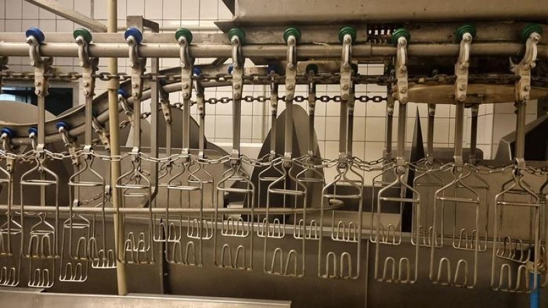 Poultry slaughter line, 2.500 bph