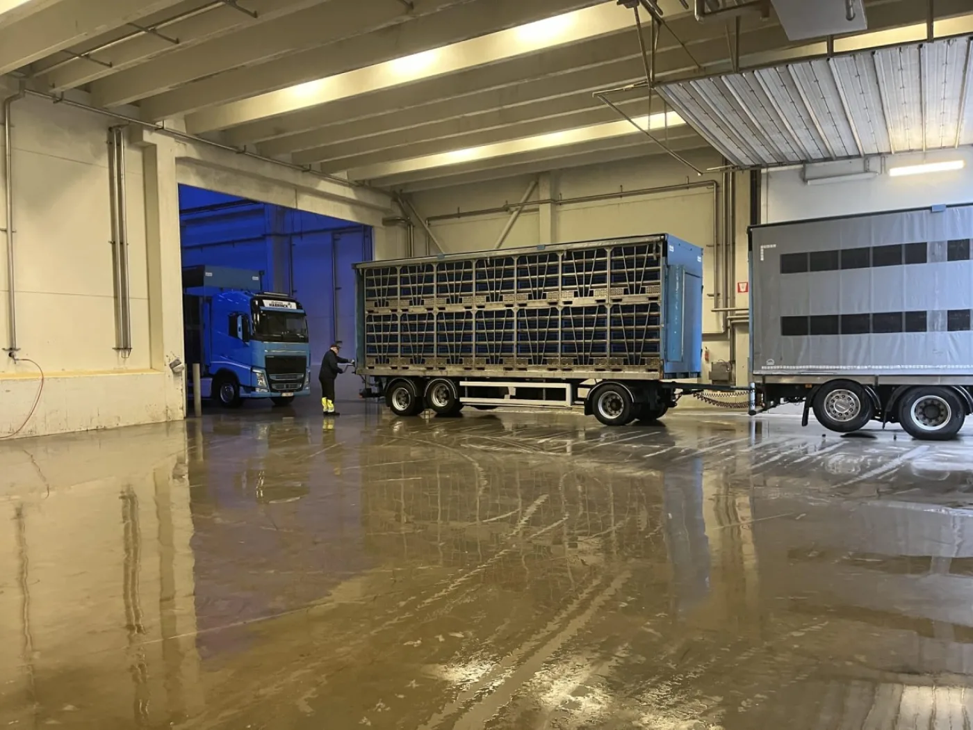 Live bird handling system, Linco - 2