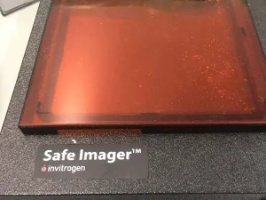 Invitrogen S37102 Safe Imager