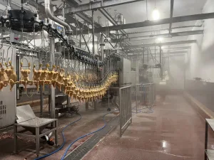 Poultry line, 9.500 bph