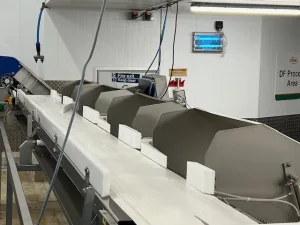 Marel Wholefish Grader – 4 station