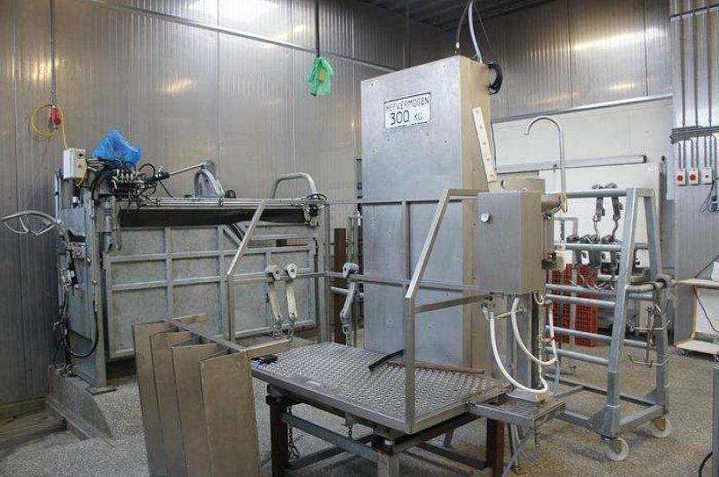 Various cattle slaughter lines, 5 up to 50 hph