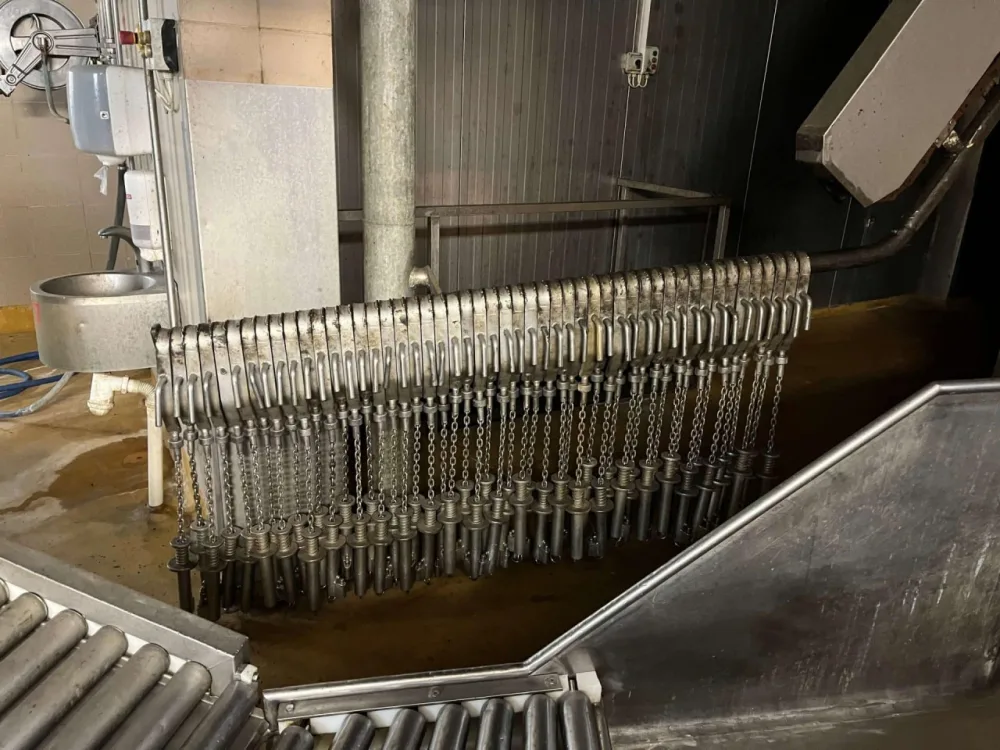 Pig slaughter line, GMN Techmet, 90 pph